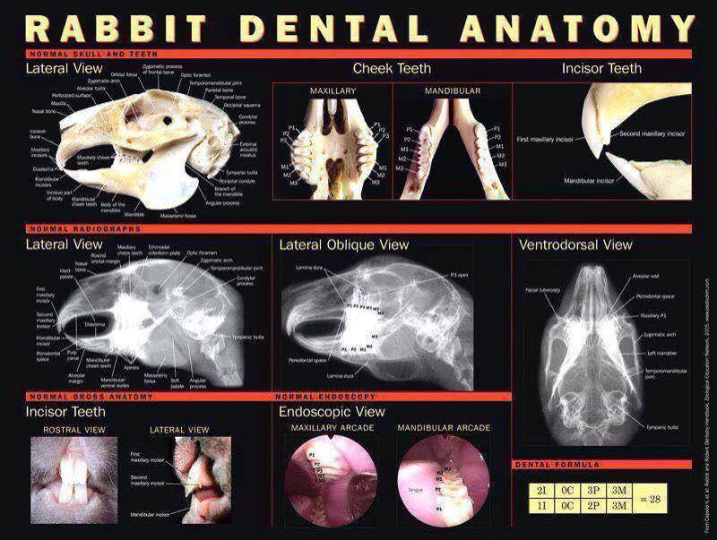 RabbitDentalChart