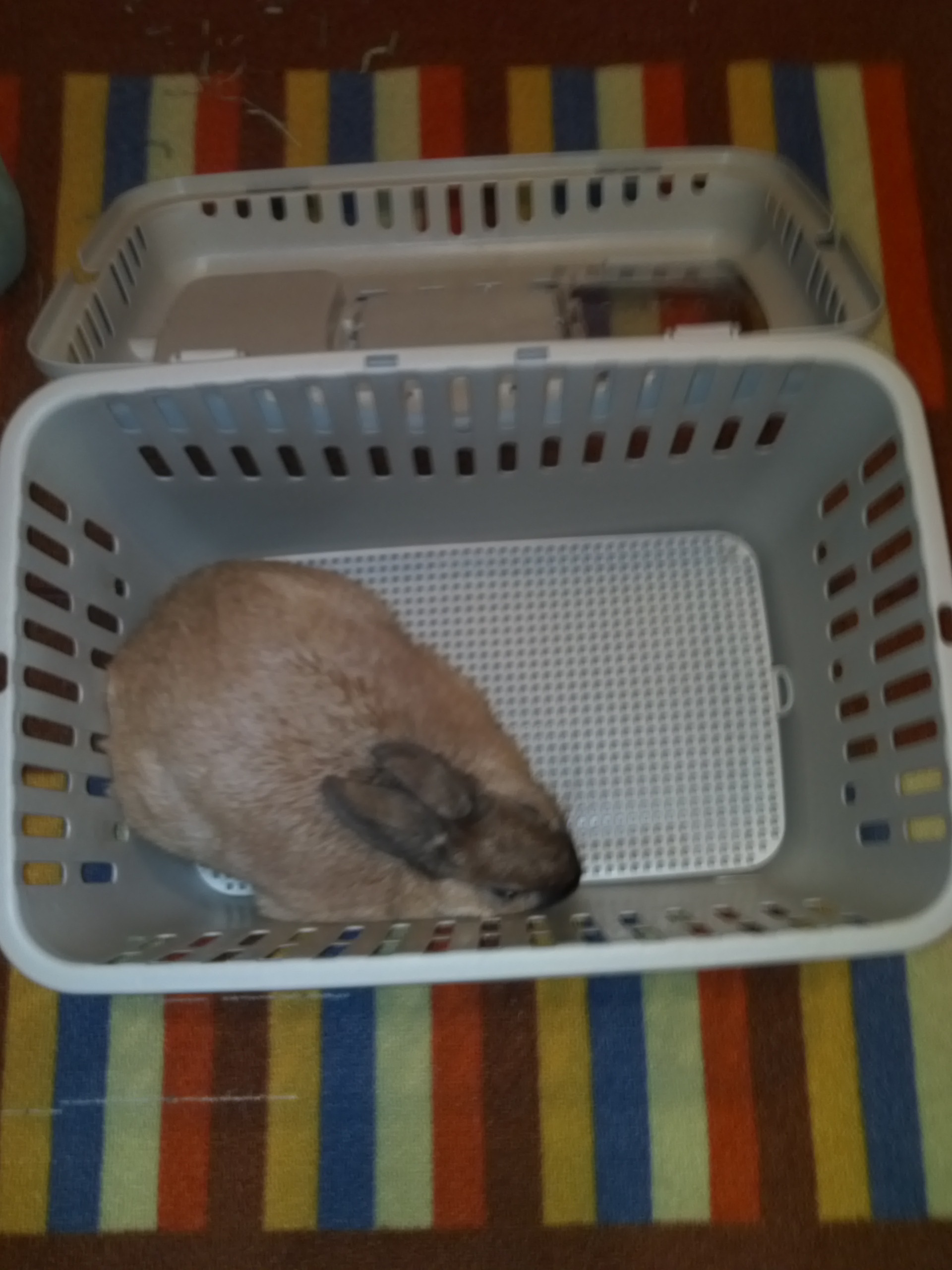 Brownie in carrier