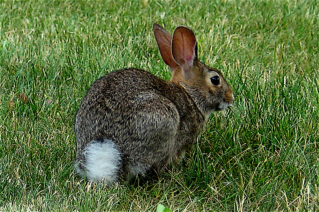 Eastern-Cottontail-2